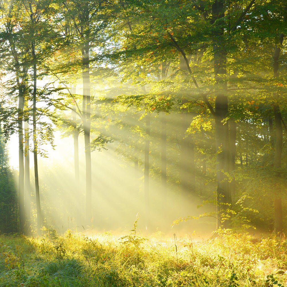 Forest-Bathing